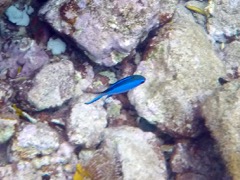 Blue Chromis (2